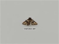 藏品(夜蛾687)的圖片